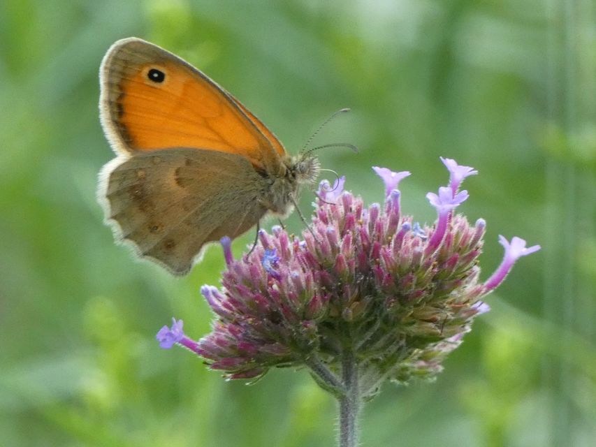 Coenonympha pamphilus - kis szénalepke