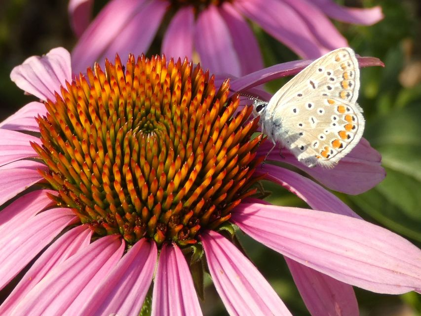 Polyommatus icarus - közönséges boglárka