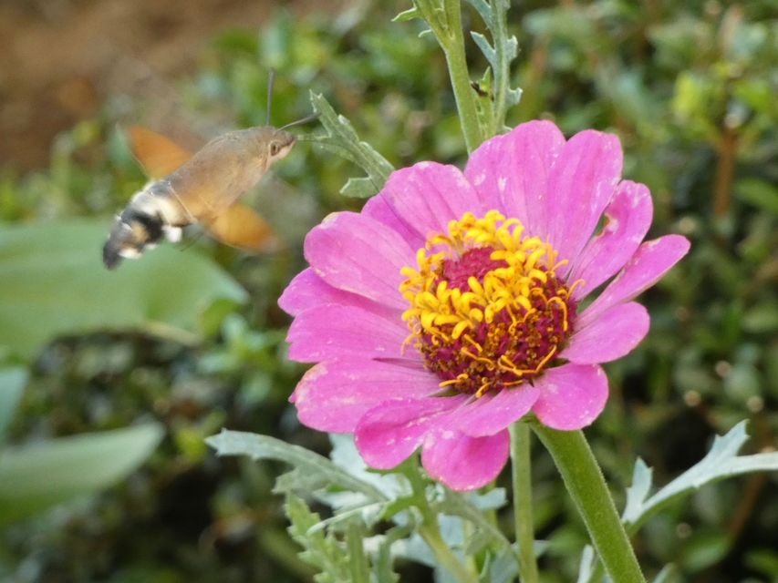 Macroglossum stellatarum - kacsafarkú szender