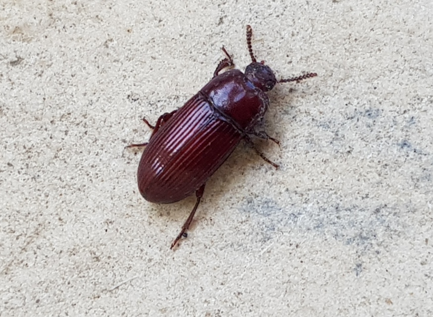 Uloma culinaris - nagy rágványbogár