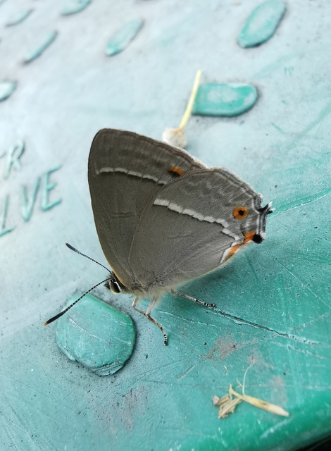 Neozephyrus quercus - tölgyfalepke