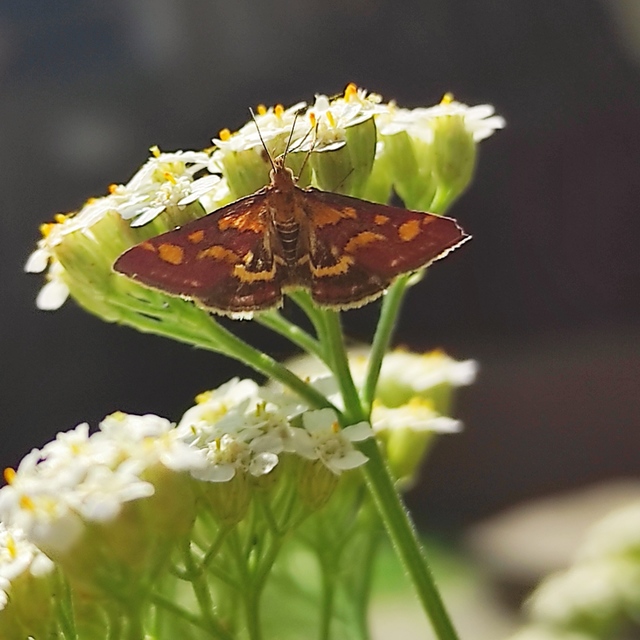 Pyrausta purpuralis - közönséges bíbormoly