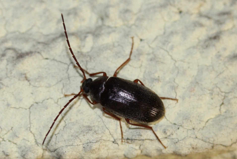 Hymenalia rufipes - rőtlábú alkonybogár