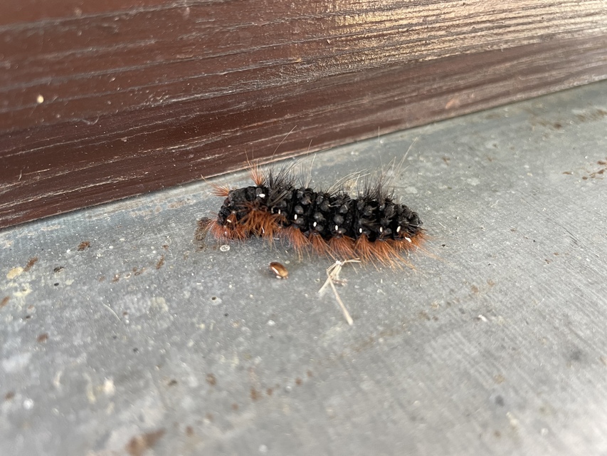 Arctia caja - közönséges medvelepke