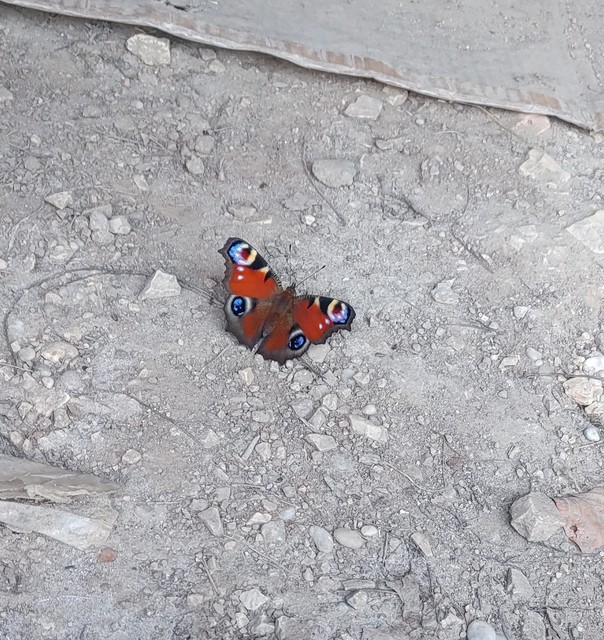 Nymphalis io - nappali pávaszem