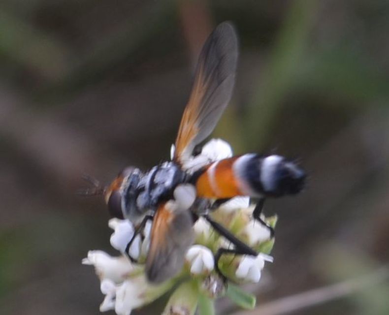 Cylindromyia