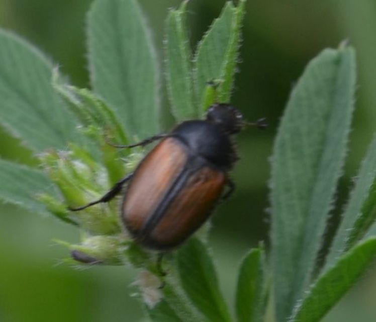 Omaloplia nigromarginata - szegélyes kiscserebogár