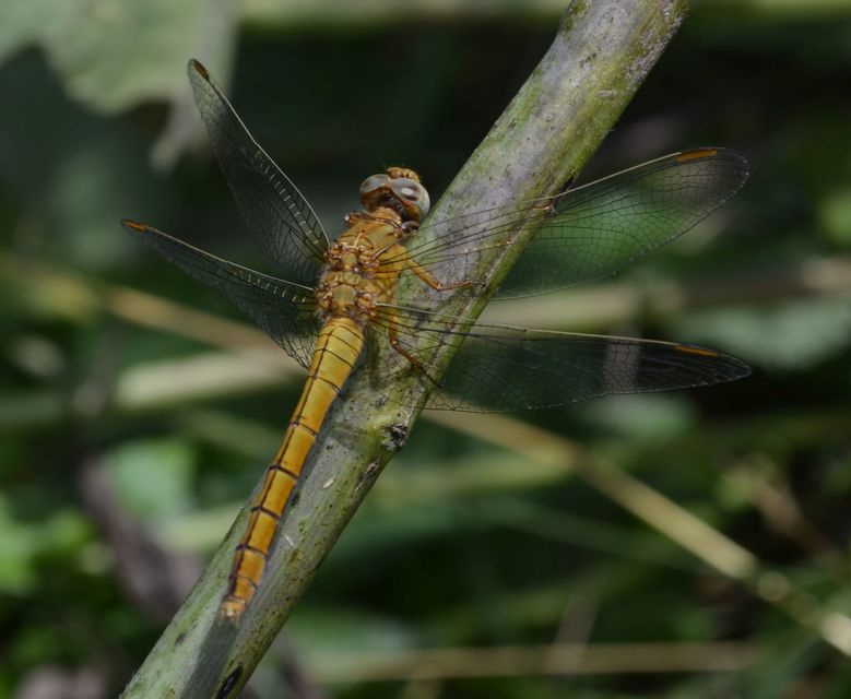 Orthetrum coerulescens - karcsú pásztorszitakötő
