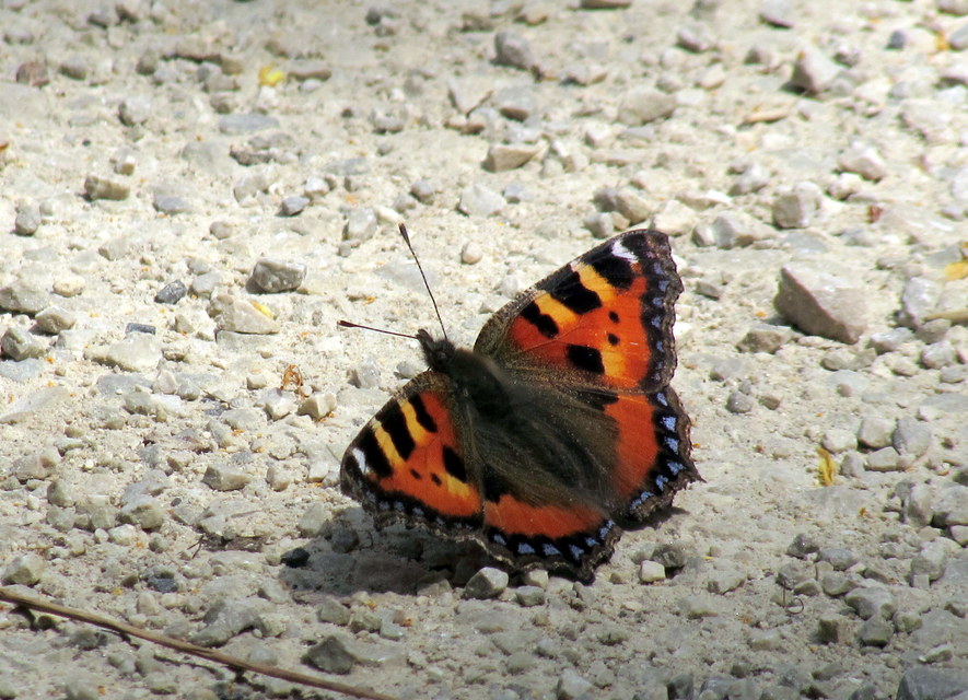 Nymphalis urticae - kis rókalepke