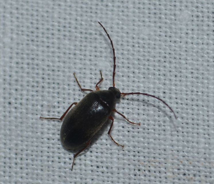 Hymenalia rufipes - rőtlábú alkonybogár