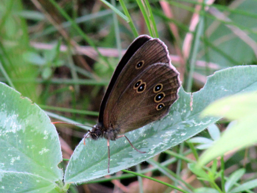 Aphantopus hyperanthus - közönséges ökörszemlepke