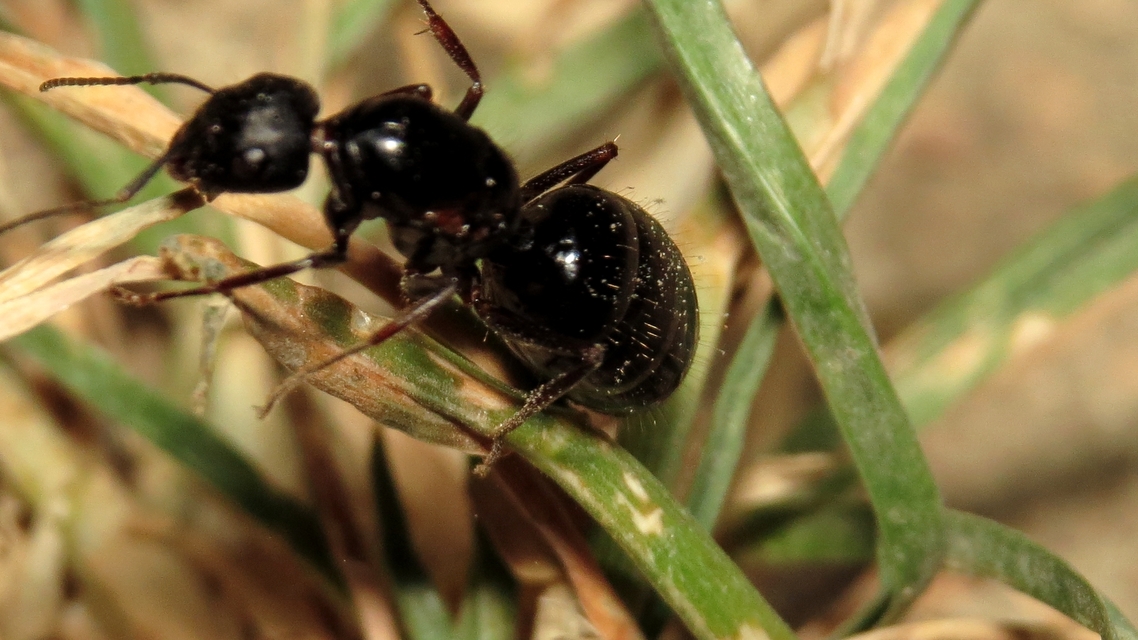 Camponotus aethiops - szőrös lóhangya