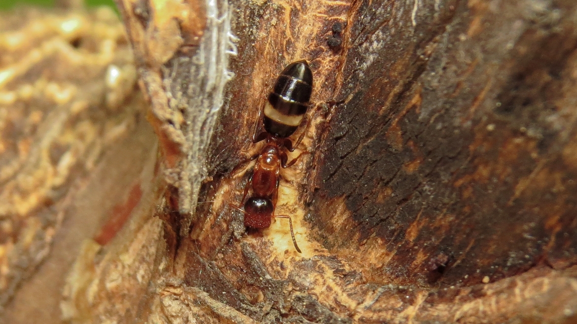 Colobopsis truncata - kapushangya