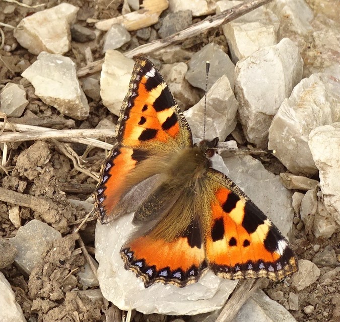 Nymphalis urticae - kis rókalepke