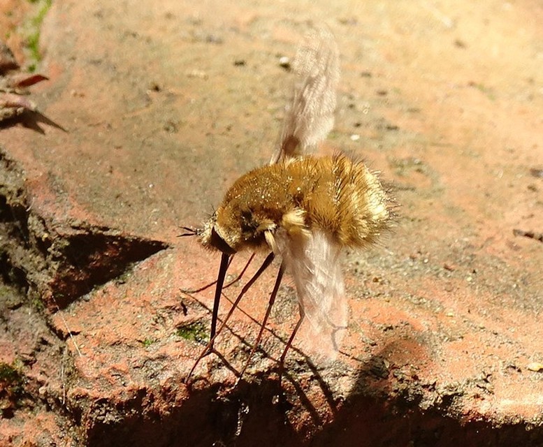 Bombylius fulvescens