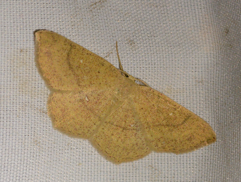 Cyclophora ruficiliaria - vörösrojtú pettyesaraszoló