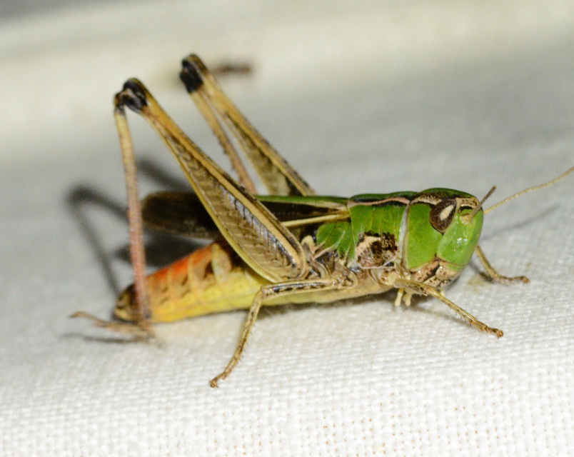 Stenobothrus lineatus - jajgató rétisáska