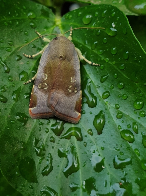 Noctua janthe/janthina