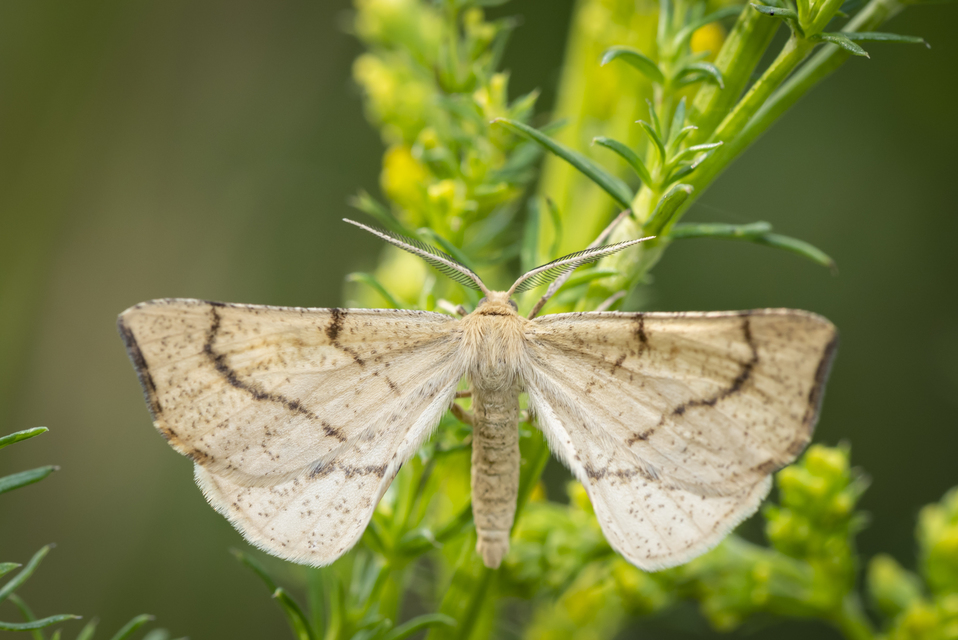 Hypoxystis pluviaria - hegyesszárnyú lápiaraszoló