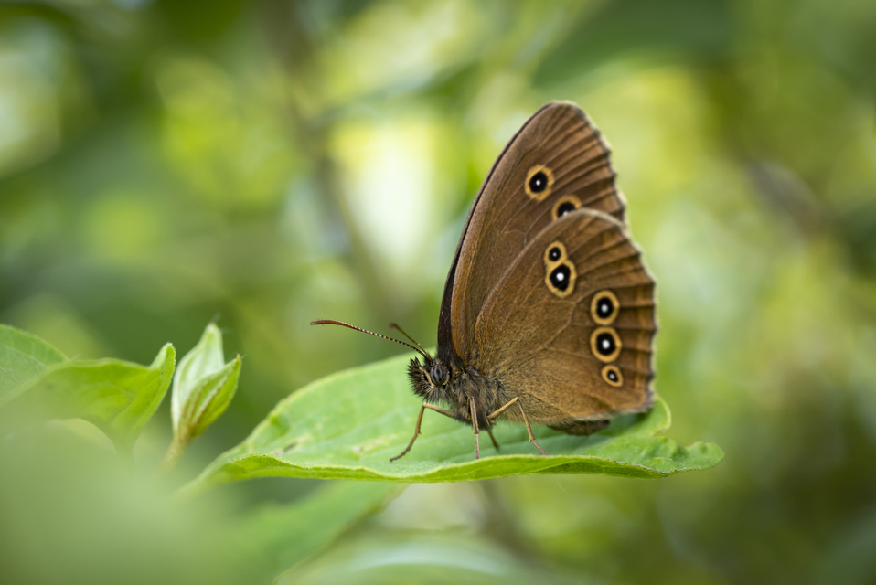 Aphantopus hyperanthus - közönséges ökörszemlepke