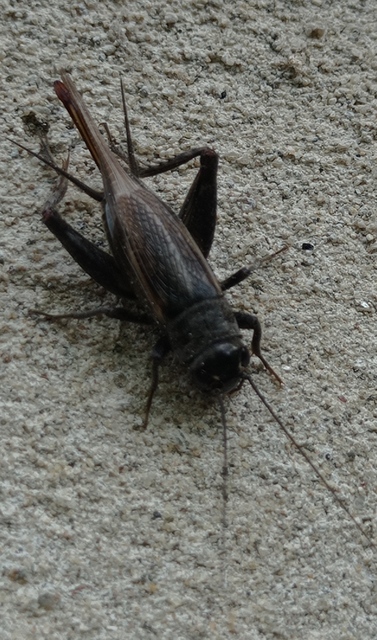 Eumodicogryllus bordigalensis - bordói tücsök