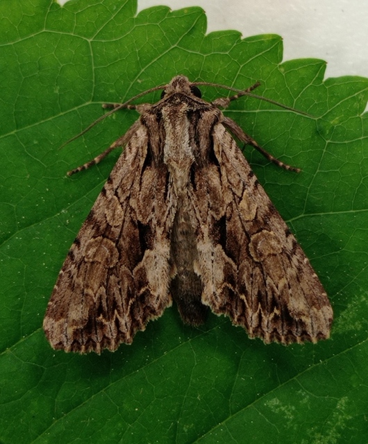 Apamea monoglypha - nagy dudvabagoly