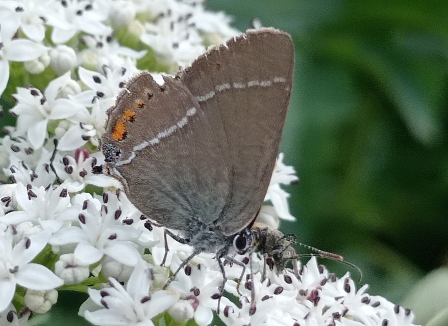 Satyrium spini - kökény-csücsköslepke