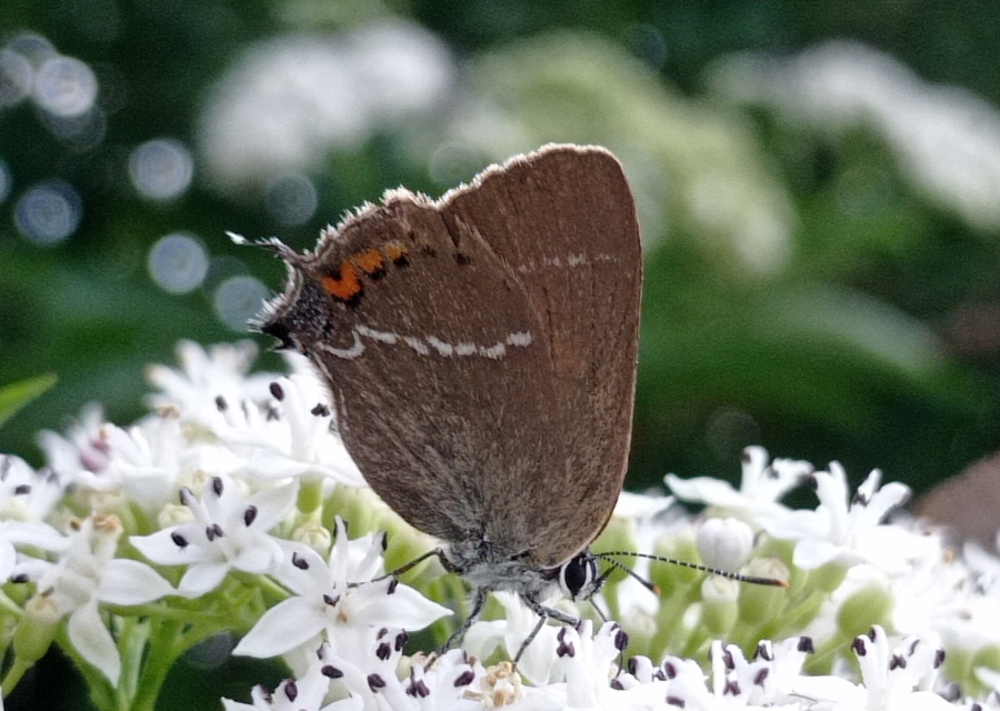 Satyrium spini - kökény-csücsköslepke