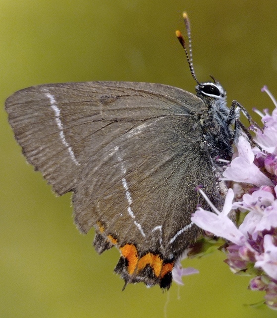Satyrium w-album - szilfa-csücsköslepke