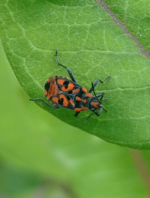 Spilostethus saxatilis - virágbodobács
