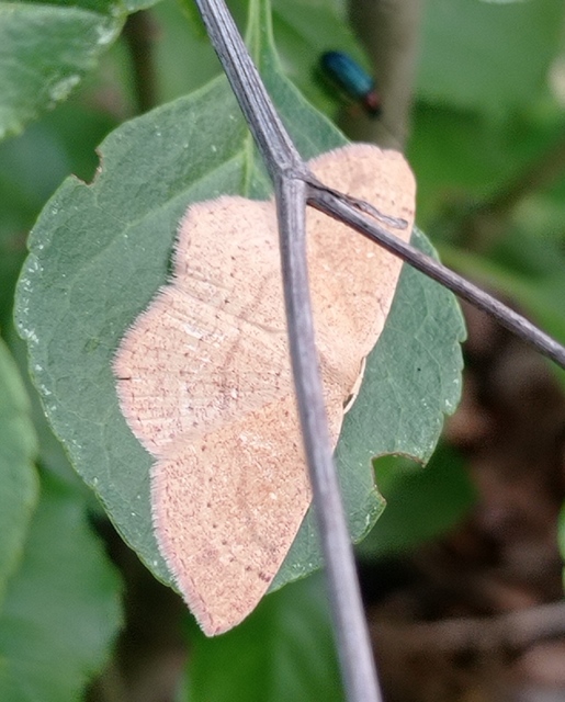 Cyclophora ruficiliaria - vörösrojtú pettyesaraszoló