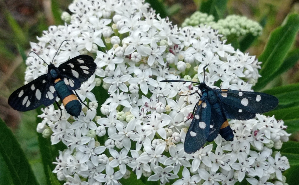 Zygaena ephialtes - változékony csüngőlepke