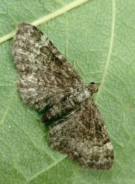 Pasiphila rectangulata - almavirág-araszoló