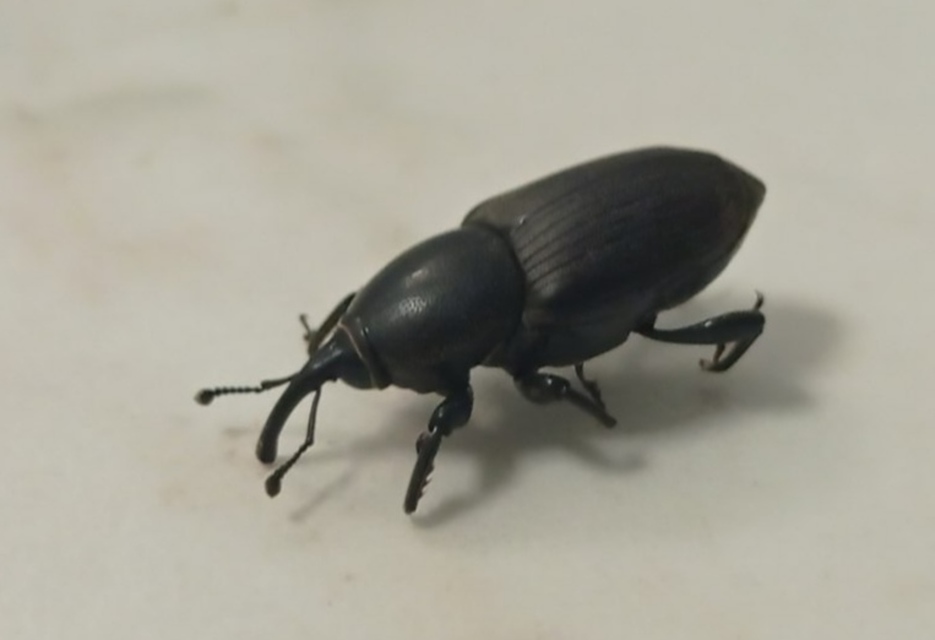 Sphenophorus striatopunctatus - mezei zsuzsok