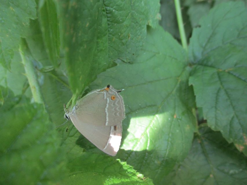 Neozephyrus quercus - tölgyfalepke