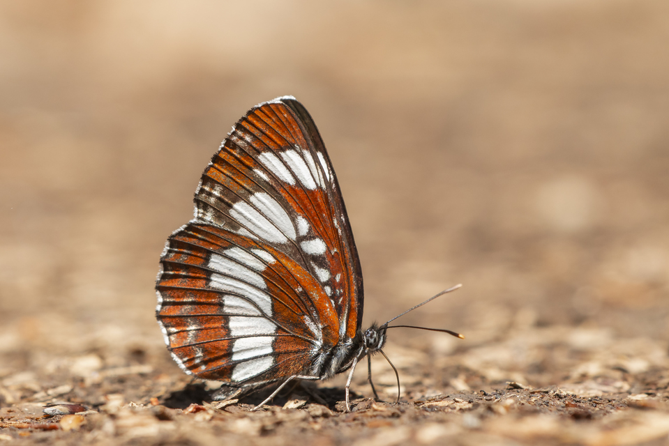 Neptis rivularis - nagy fehérsávoslepke