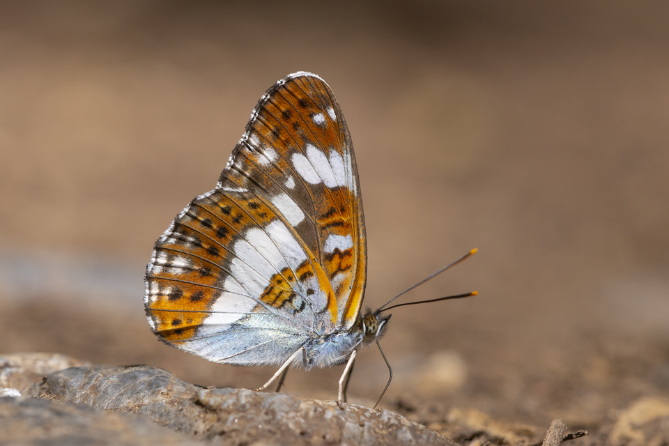 Limenitis camilla - kis lonclepke