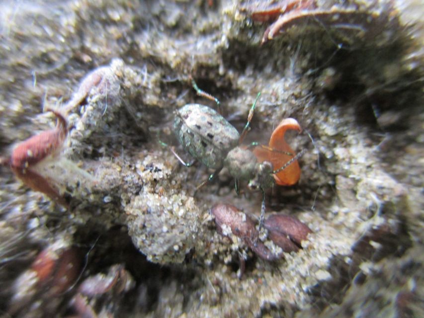 Elaphrus aureus - aranyos iszapfutó