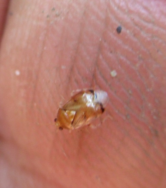 Deraeocoris lutescens - sárgás mezeipoloska