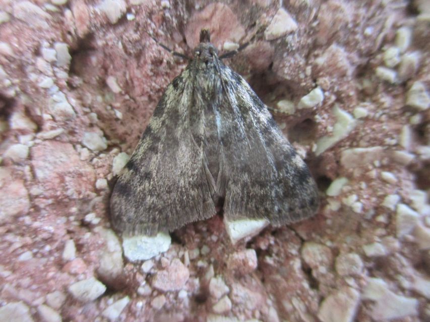 Aglossa pinguinalis - zsiradékmoly