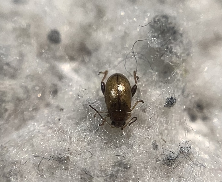 Longitarsus strigicollis