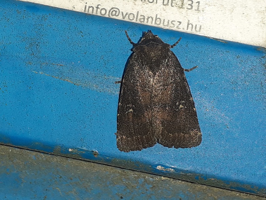 Rusina ferruginea - rozsdaszínű erdeibagoly