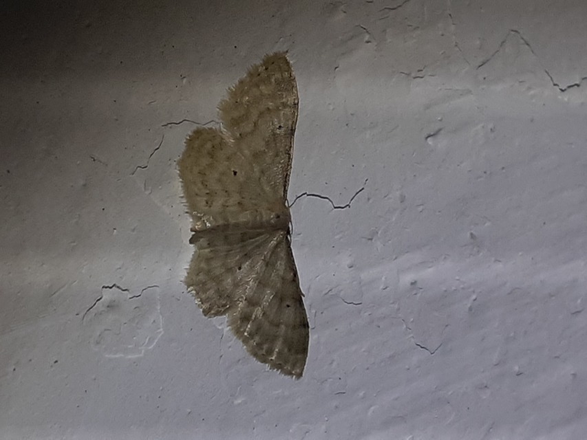 Idaea fuscovenosa - szürkeszélű apróaraszoló