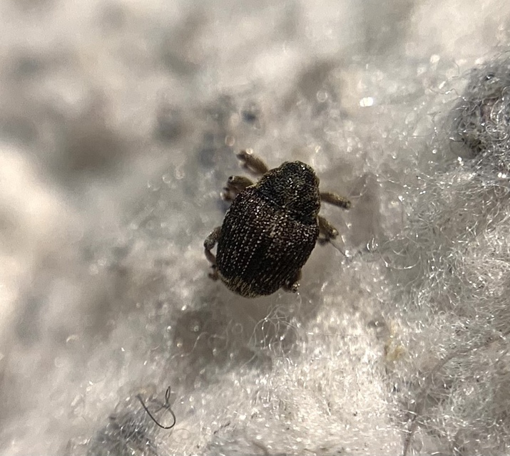 Nedyus quadrimaculatus - közönséges csalánormányos
