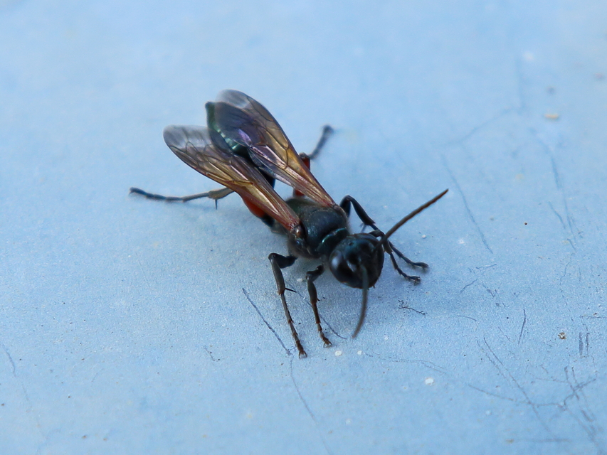 Chalybion femoratum - acélkék lopódarázs
