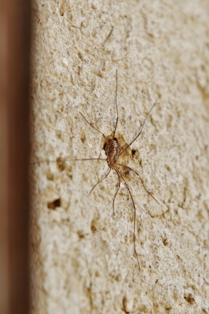 Phalangium opilio
