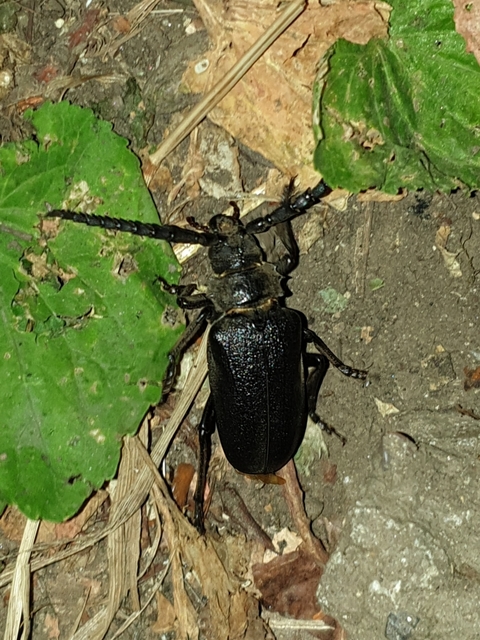 Prionus coriarius - csőszcincér