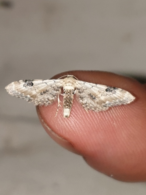 Eupithecia centaureata - búzavirág-törpearaszoló