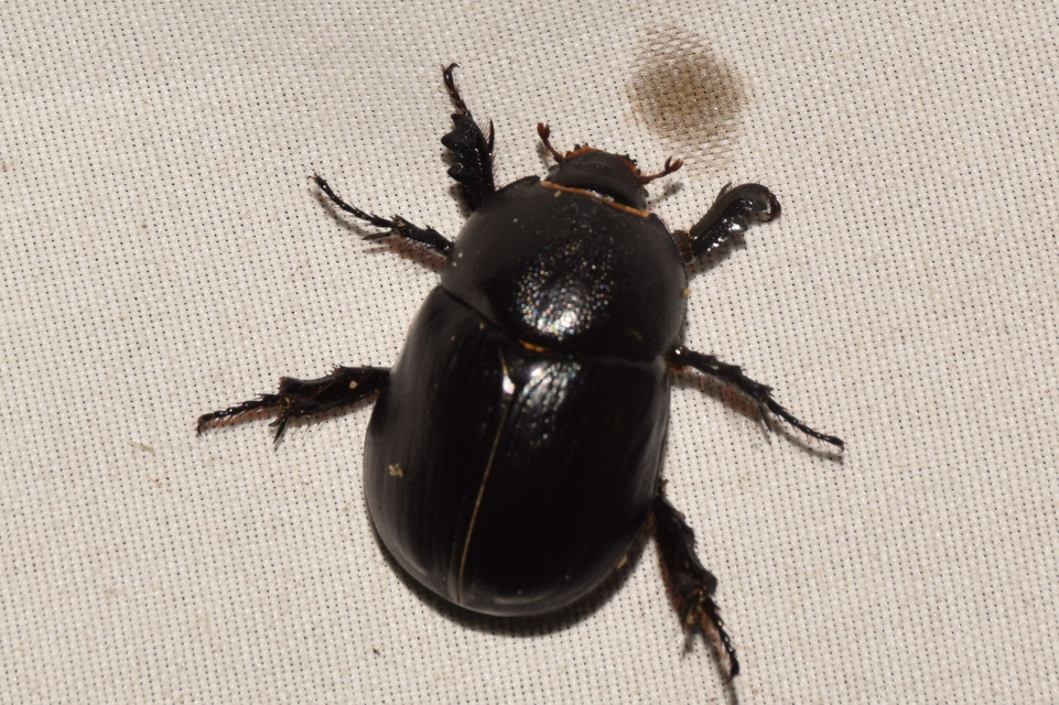 Pentodon idiota - butabogár