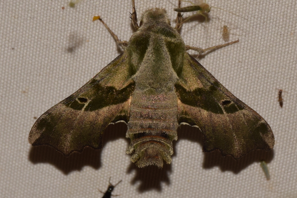 Proserpinus proserpina - törpeszender